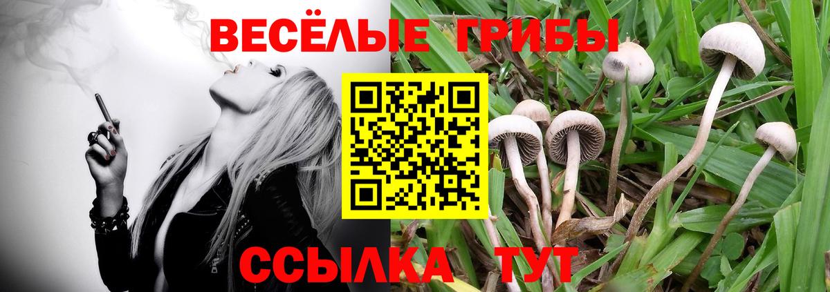 Псилоцибиновые грибы Psilocybine cubensis Усолье-Сибирское